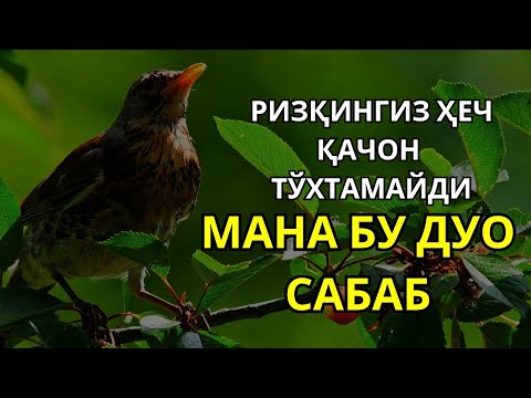 Видео: Ризқ олиб келувчи оят – ҳаётингизга барака ва хотиржамлик келтиради