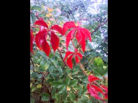 Видео: Снова птицы в стаи собираются...