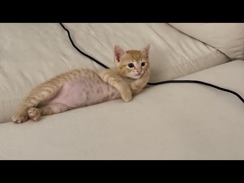 Видео: Когда выиграл другого ленивого кота 🤣