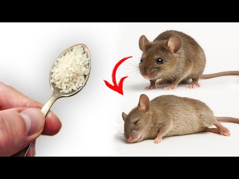 Видео: Как избавиться от мышей и крыс навсегда за 1 минуту!