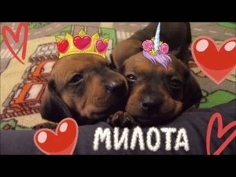 Видео: ЩЕНКИ ТАКСЫ 2-4 НЕДЕЛИ./РАЗВИТИЕ И С ЧЕМ МЫ СТОЛКНУЛИСЬ.