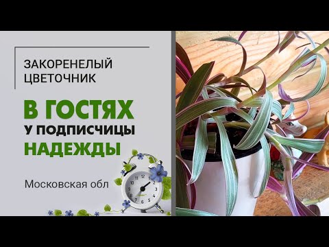 Видео: В гостях у Надежды  Московская область | Традесканции, сингониумы, монстера, фикусы, суккуленты ...