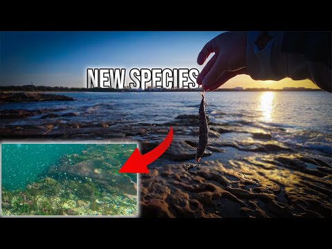 Видео: Я никогда не видел эту рыбу в заливе Ботани!