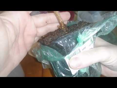 Видео: Распаковка. Гортензии и Клематисы - Садовый мир.