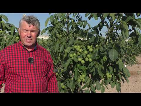 Видео: № 82 Горіховий розплідник Івана Юкала. Частина 2. Сорти горіхів