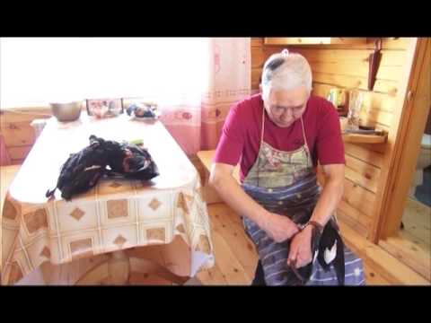 Видео: Приготовление турпана. Выпуск 170. Эфир от 03.03.15