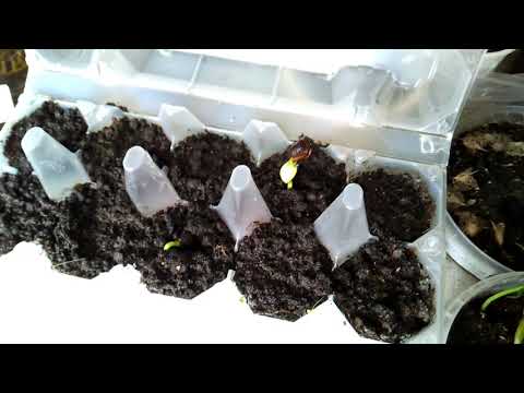 Видео: Как вырастить сибирский кедр из орешка