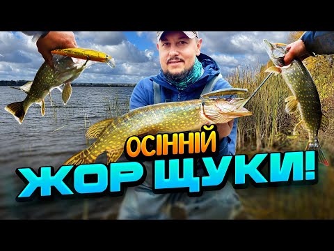 Видео: ЩУКА РОЗРИВАЄ ВОБЛЕРИ! 🎣 Осінній жор на Дніпрі — твічінг vs джиг