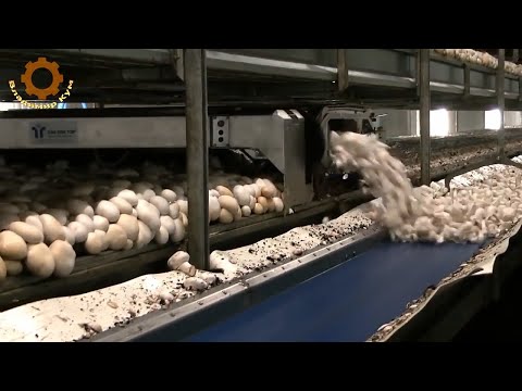 Видео: Как выращивают шампиньоны в Нидерландах