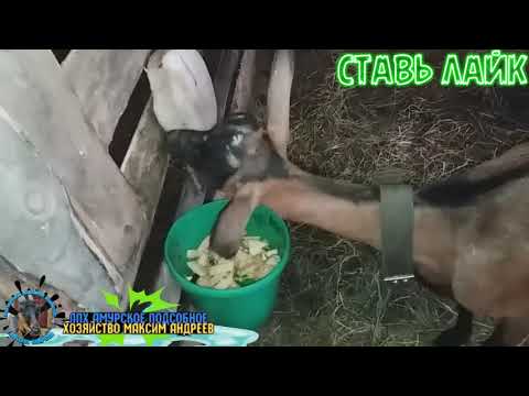 Видео: Кетоз у козы что делать?