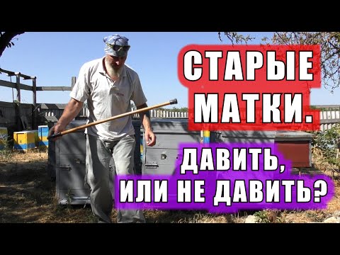 Видео: СТАРЫЕ МАТКИ. ДАВИТЬ, ИЛИ НЕ ДАВИТЬ?