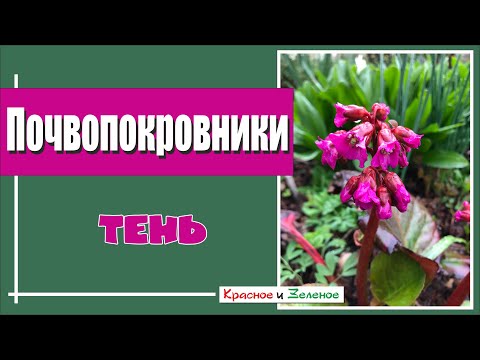 Видео: Лучшие почвопокровные растения для самых тенистых и сложных мест в саду.