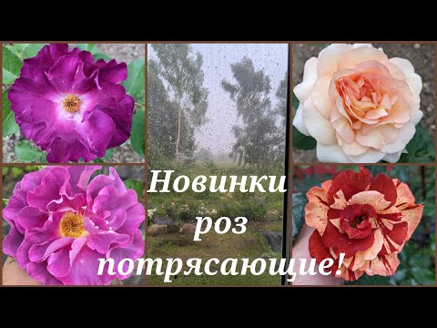 Видео: ВЫНОСЯТ МОЗГ НОВЫЕ РОЗЫ!🤯 Сорта роз которые меня удивили.