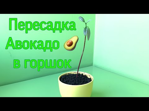 Видео: Пересадка авокадо в горшок [Transplanting an avocado tree into soil or pot]