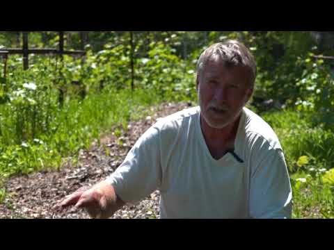 Видео: Зеленый сад фильм № 341 "Томаты. Огурцы. Виноград. Розы" 26.06.21г. Хабаровск (zeleniisad.ru)