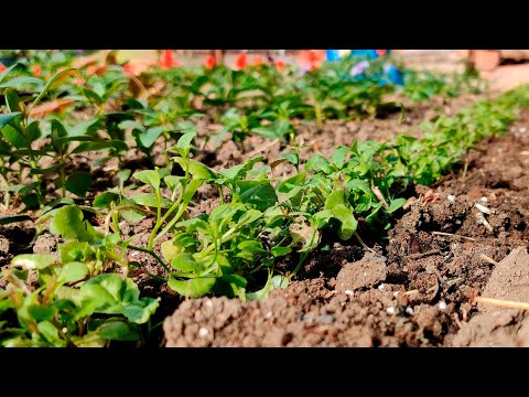 Видео: КАК ВЫСАДИТЬ ЛОБЕЛИЮ В ОТКРЫТЫЙ ГРУНТ?