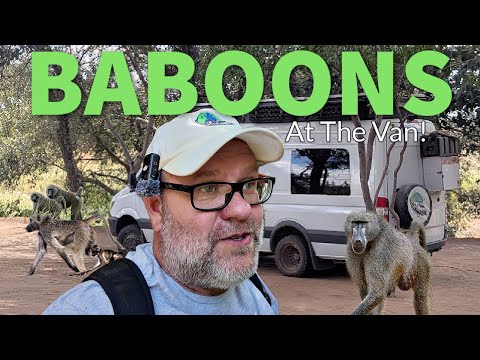 Видео: ТОЛПА БАБУНОВ У НАШИХ ДВЕРЕЙ! Южная Африка, Van Life
