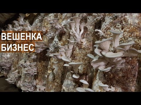 Видео: Вешенка как бизнес. Объёмы, сбыт. Агрофирма "Грибы Урала"