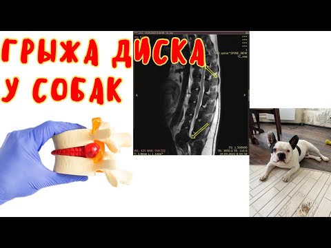 Видео: Грыжи межпозвонкового диска у собак