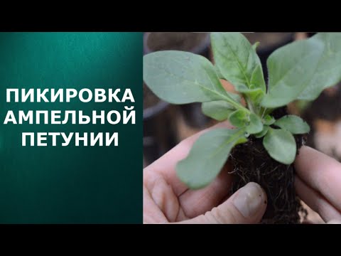 Видео: Ампельная петуния. Пикировка. Сезон 2021.