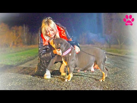 Видео: Встреча БЕРЕМЕННОЙ собаки и хозяйки! НЕ ВИДЕЛИСЬ 2 недели! Когда роды?