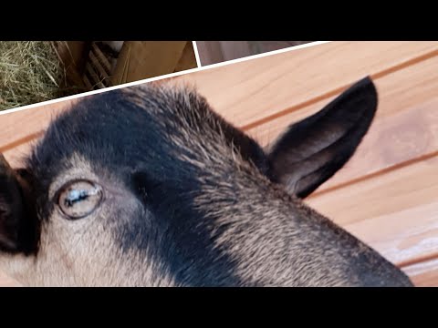 Видео: Вымя козы перед окотом. Бывает по-разному.