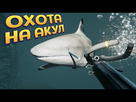 Видео: ОХОТА НА АКУЛ