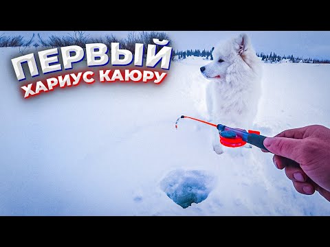 Видео: Закрытие сезона 2021-22 хариусом /Настёна ловит КАЮР в теме !Рыбалка весной