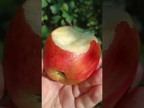 Видео: 🌳ЯБЛОНЯ ХАНИКРИСП 🍎 #яблоня #сад #fruit