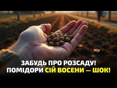 Видео: Посійте томати восени — і забудьте про мороку з розсадою! Перевірено в селі!