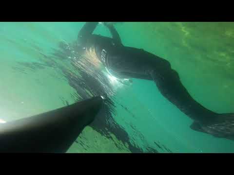 Видео: Подводная охота на 19 км Актау 23.08.2021