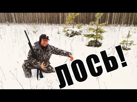 Видео: Загонная охота на ЛОСЯ! Как рождаются деревянные дома?