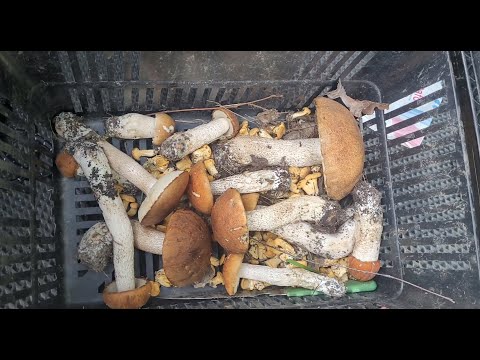 Видео: Открытия тихой охоты, Первые грибы 2025