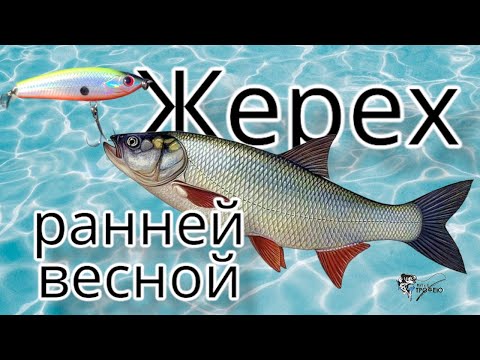 Видео: Жерех ранней весной  , ловля на спиннинг .