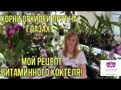 Видео: КОРНИ ОРХИДЕЙ прут на глазах! Мой рецепт витаминного коктеля!