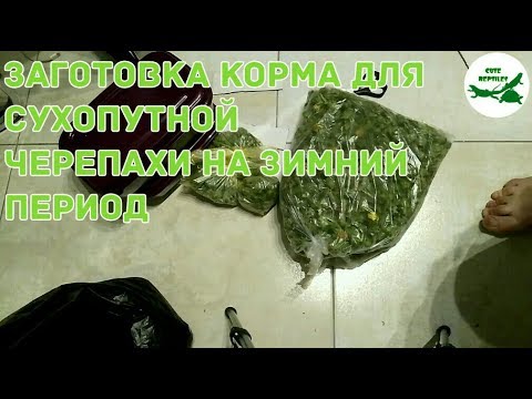 Видео: заготовка корма для сухопутной черепахи на зимний период