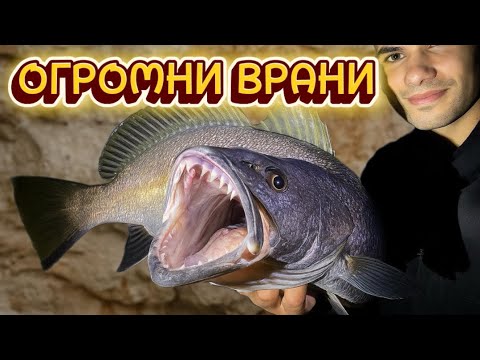 Видео: Отмъщението на морските врани! Огромни риби ми късат!