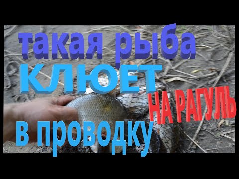 Видео: В проводку на рагуля. Увлекательная рыбалка. Река Десна.