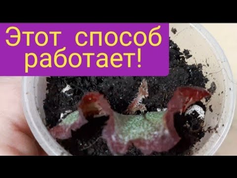 Видео: Есть результат! Фрагменты листа бегонии дали деток.