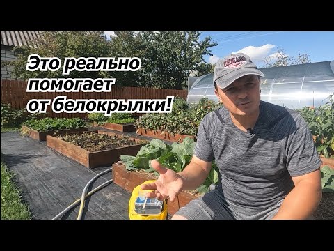 Видео: Белокрылки на огороде не будет от одной обработки!