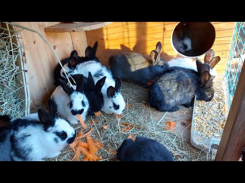 Видео: ОТСАДКА КРОЛЬЧАТ🐰КРОЛИКИ🐰ДАЧA⛪ГЕРМАНИЯ