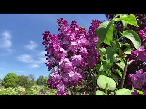 Видео: Dobele. Сиреневый рай в Добеле, Латвия.