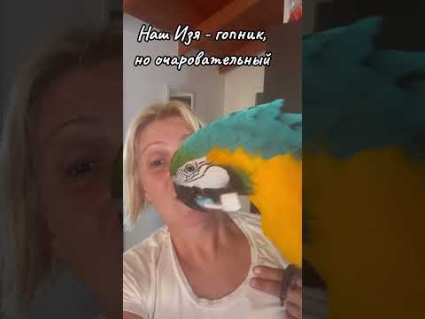 Видео: #смешнойпопугай #parrot #macaw #macawsworld #попугайара #животные #попугай #изяизизраиля  #изя