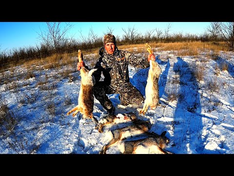 Видео: ЛУЧШАЯ ОХОТА НА ЗАЙЦА!!! ДОБЫЛ НОРМУ ЗА 1 МИНУТУ!!! ОЧЕНЬ МНОГО ЗАЙЦЕВ / MAX HUNTER