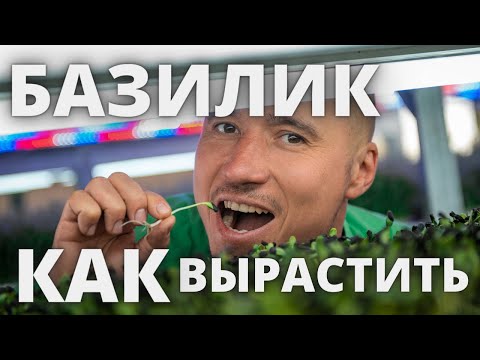 Видео: Микрозелень Базилик Технология выращивания