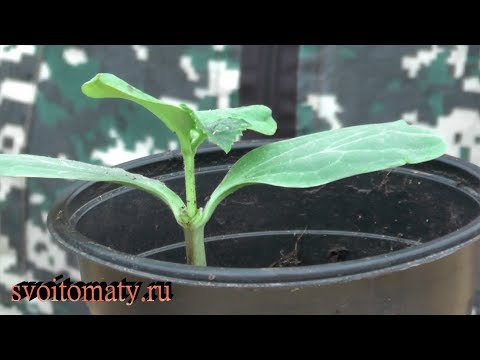 Видео: Два способа привить огурец на лагенарию