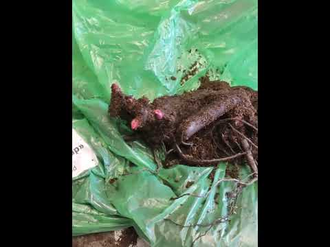 Видео: Распаковка пионов из нового питомника из Голландии.Качество удивило.#garden #цветы #peony