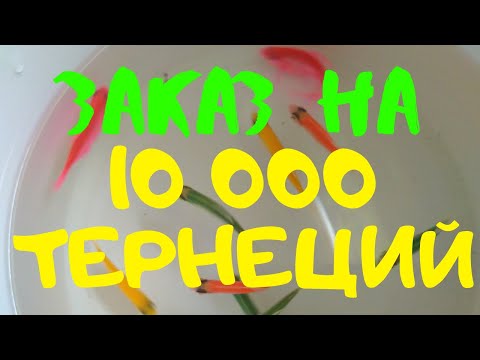 Видео: Заказали 10 000 тернеций. Продолжаем нересты неонов.