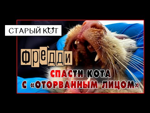 Видео: С пулей у самого сердца, Фредди все еще верит людям! "Кот с оторванным лицом" - назвал его врач.