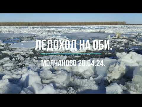 Видео: Ледоход на Оби. Молчаново 20.04.24.